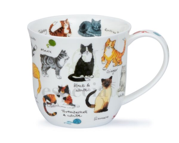 Taza Cat Breeds